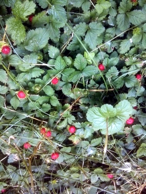 Potentilla indica